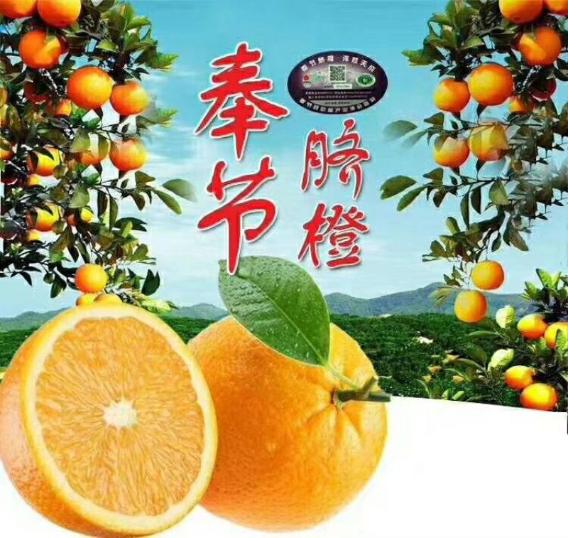 奉节脐橙65mm以下