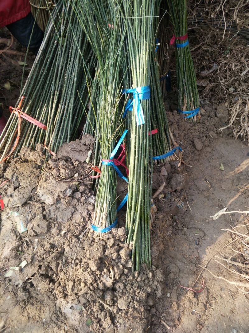 国槐苗国槐小苗国槐树苗国槐小树苗龙爪槐黄金槐