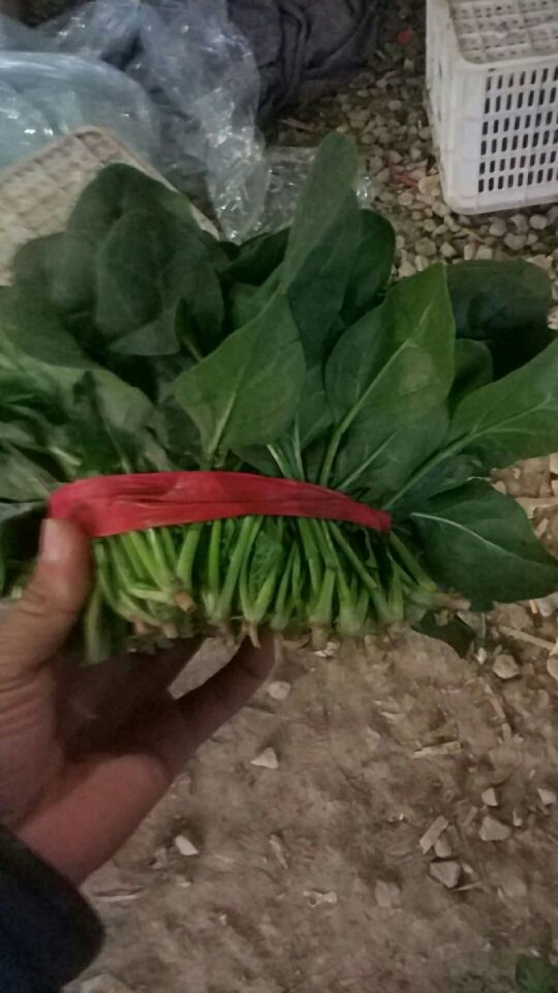 大叶菠菜20~25厘米