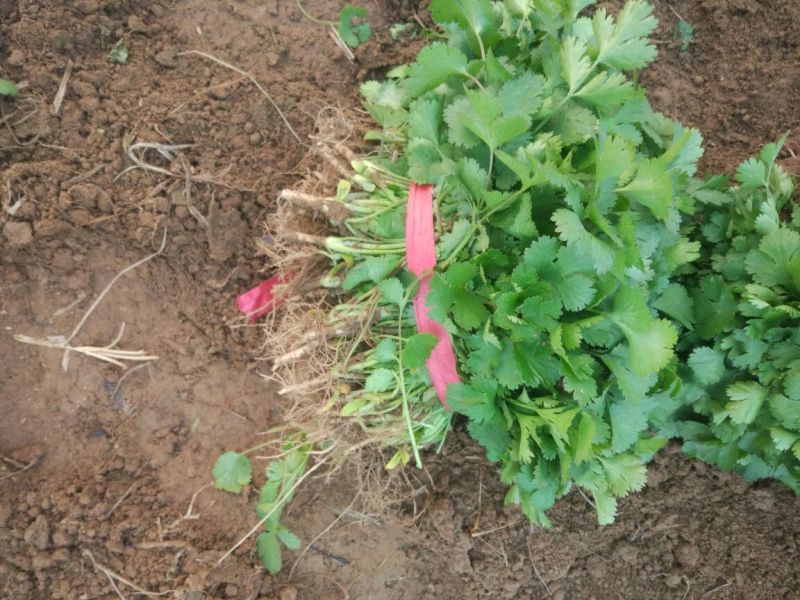 大叶香菜20~30厘米