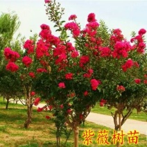 紫薇红花紫薇苗高度80-100公分包邮3元一颗