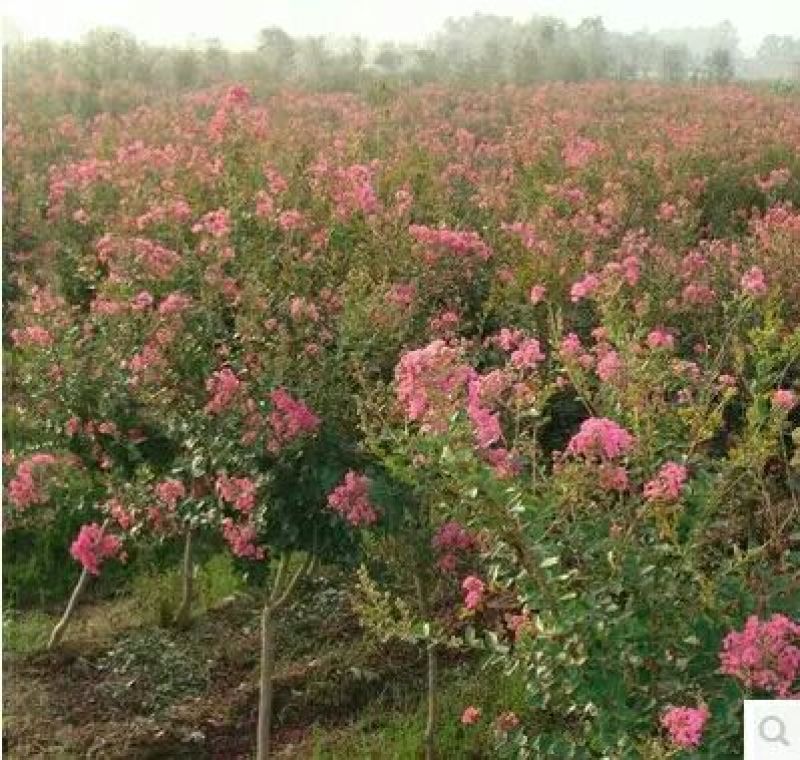 紫薇红花紫薇苗高度80-100公分包邮3元一颗