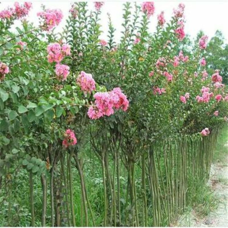 紫薇红花紫薇苗高度80-100公分包邮3元一颗