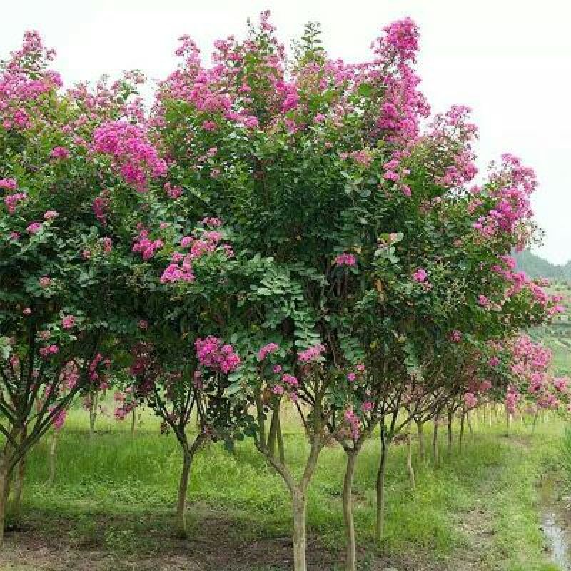 紫薇红花紫薇苗高度80-100公分包邮3元一颗