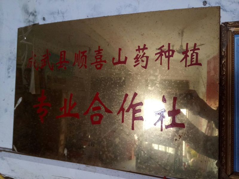山药苗
