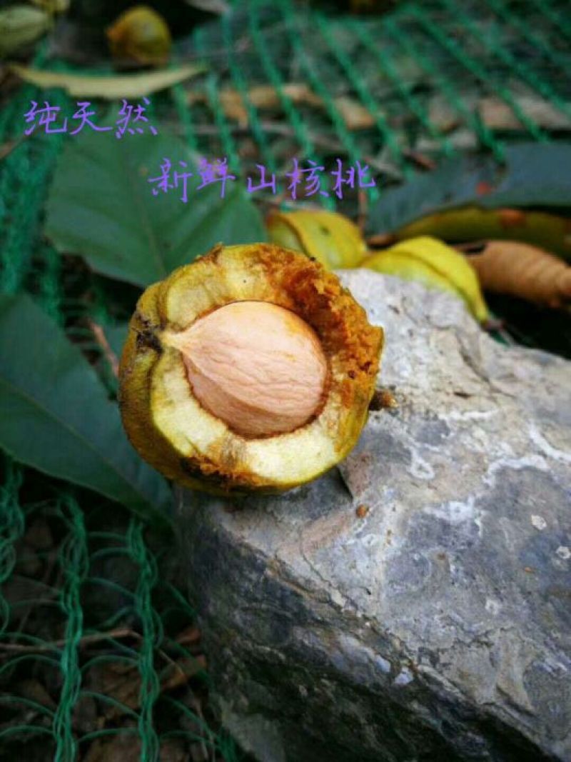 山核桃去皮25~30mm干