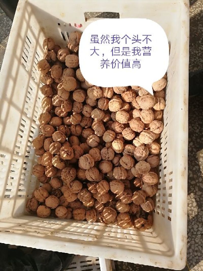 山核桃去皮25~30mm干