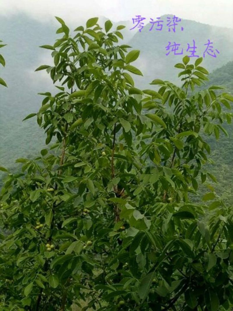 山核桃去皮25~30mm干
