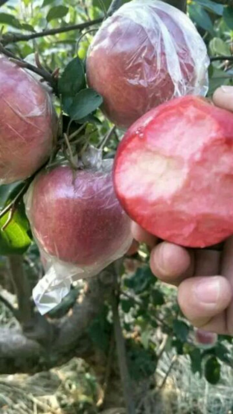 红色之爱苹果苗品种货真价实119~06红肉苹果苗红苹果