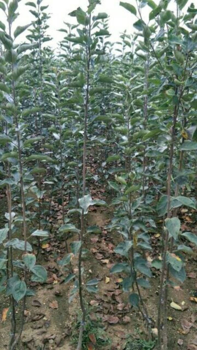 红色之爱苹果苗品种货真价实119~06红肉苹果苗红苹果