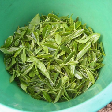 观音茶特级