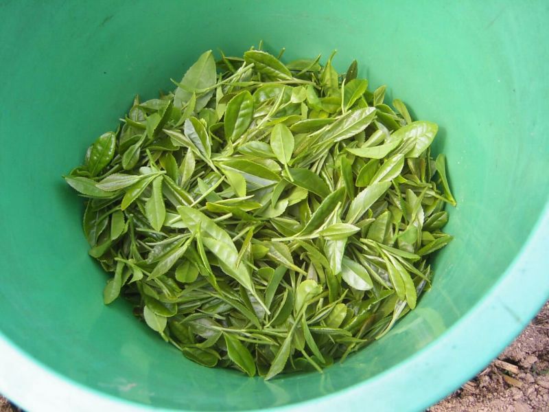 观音茶特级