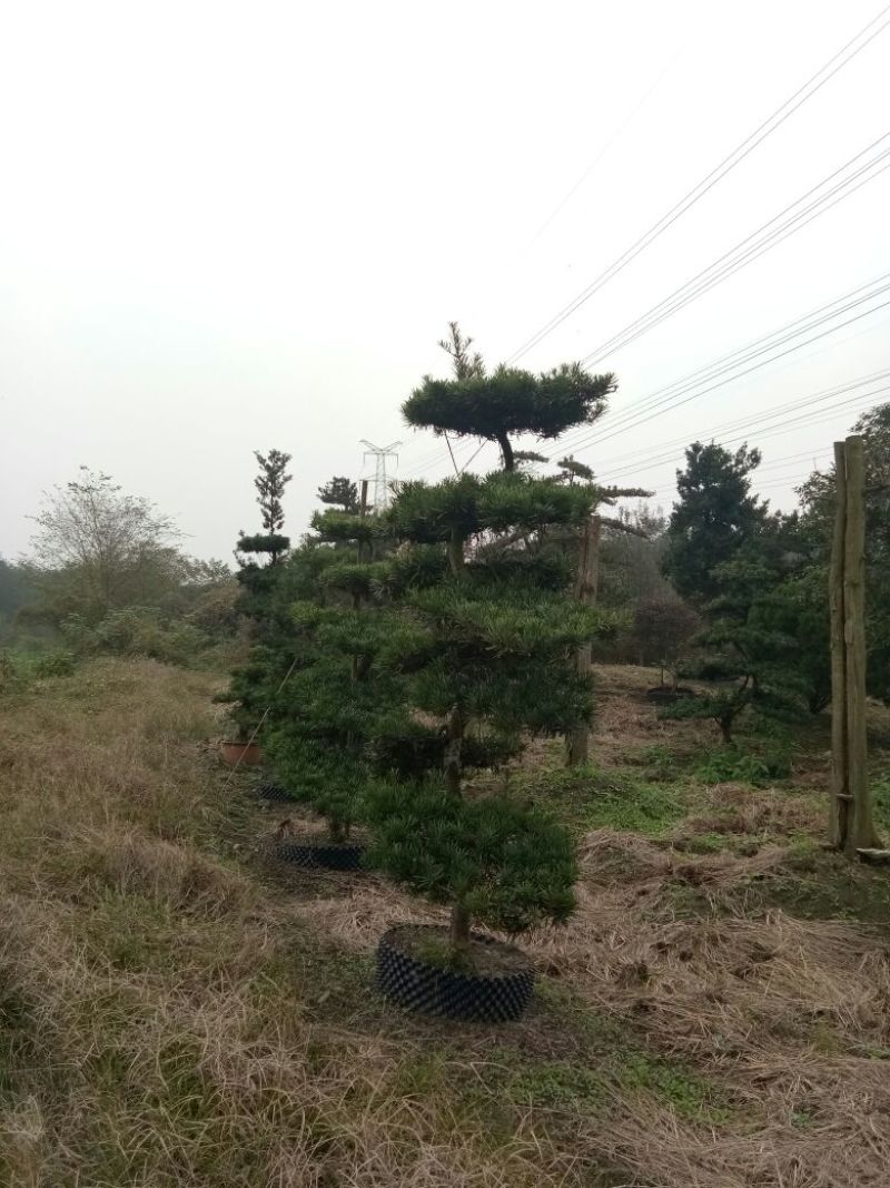 造型松12公分