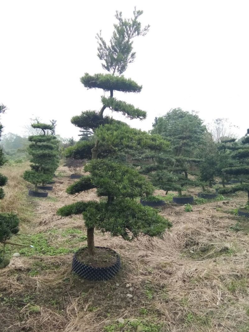 造型松12公分
