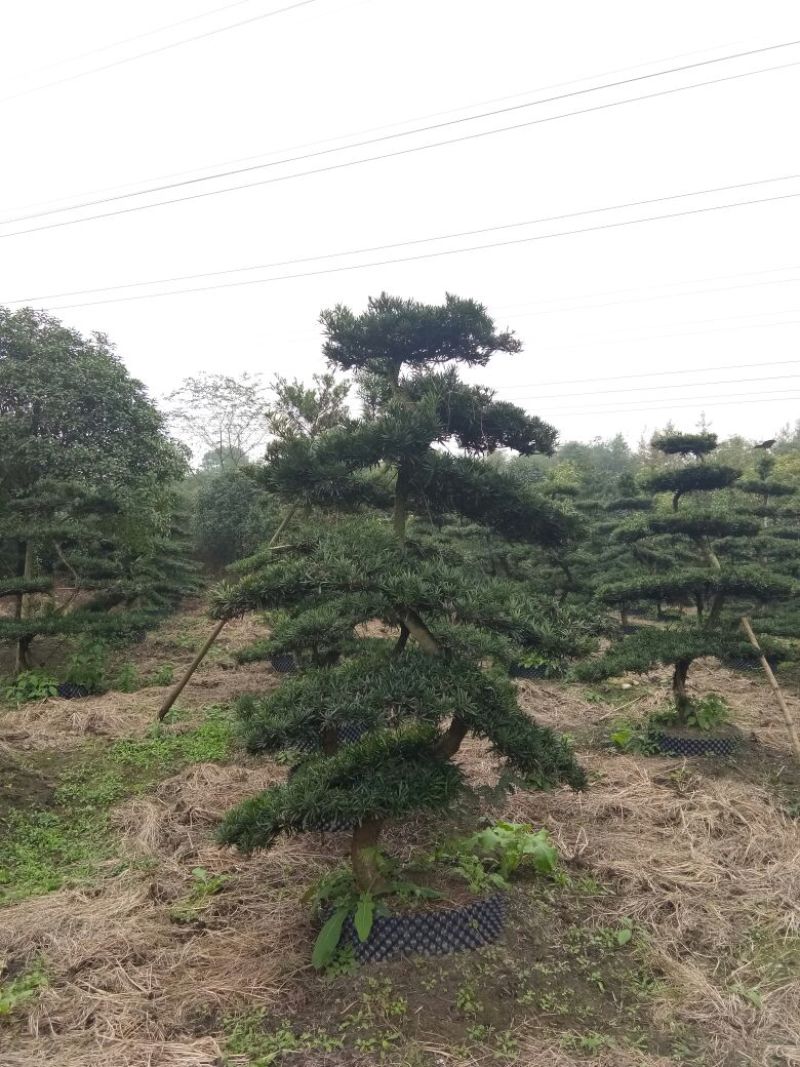 造型松12公分