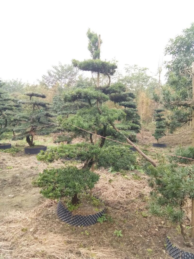 造型松12公分