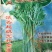 小叶茼蒿20~25cm