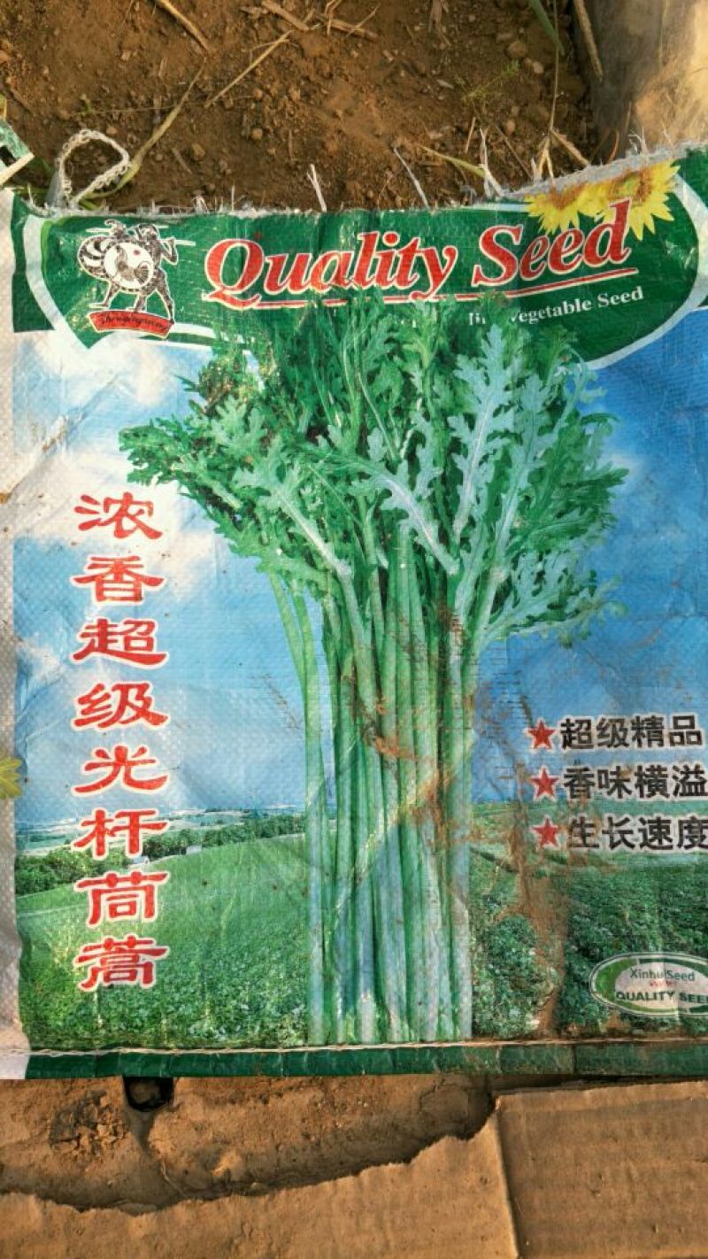小叶茼蒿20~25cm