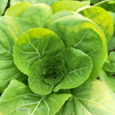 快菜10~15cm