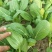青梗菜2两以上