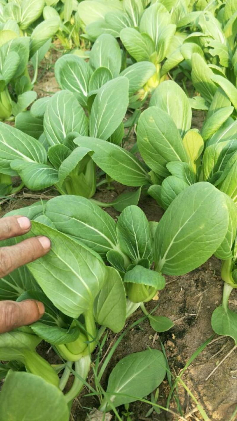 青梗菜2两以上