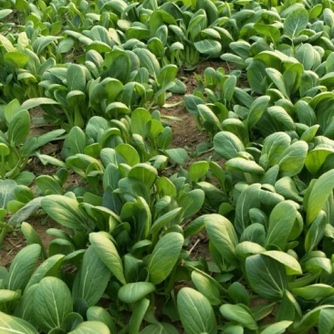 青梗菜2两以上