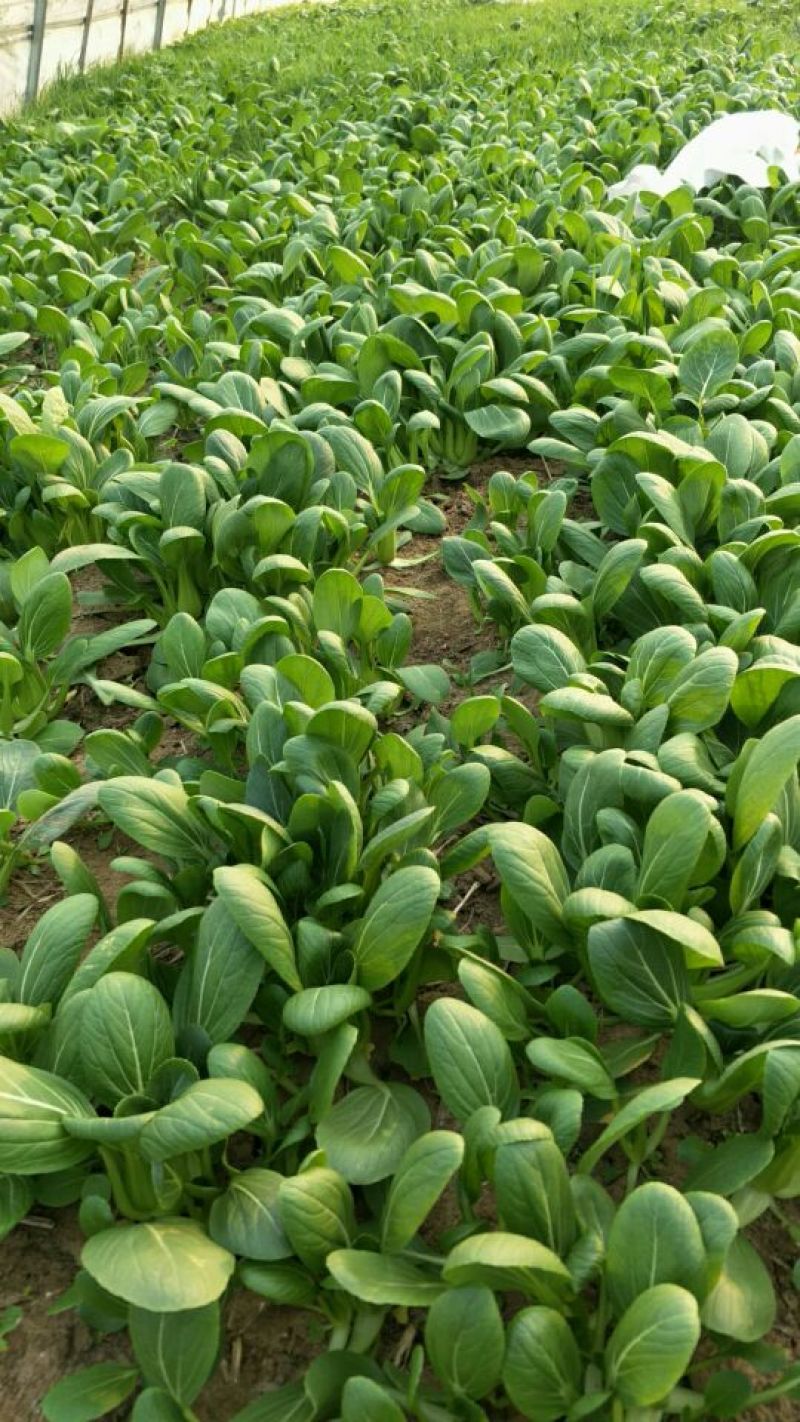 青梗菜2两以上
