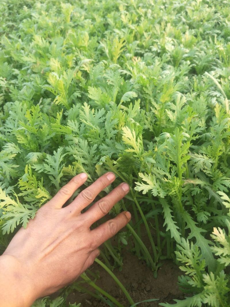 小叶茼蒿20~25cm
