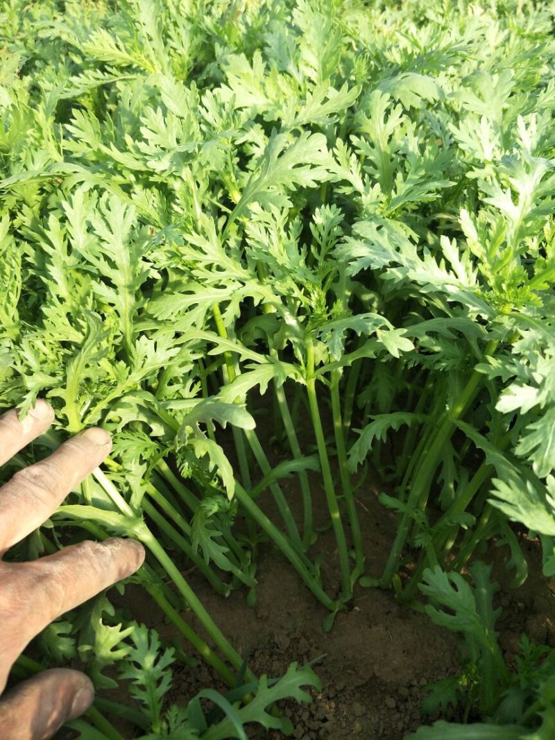 小叶茼蒿20~25cm
