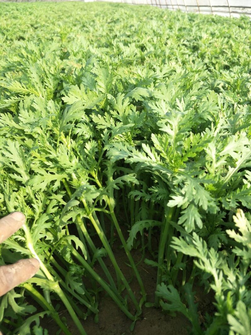 小叶茼蒿20~25cm