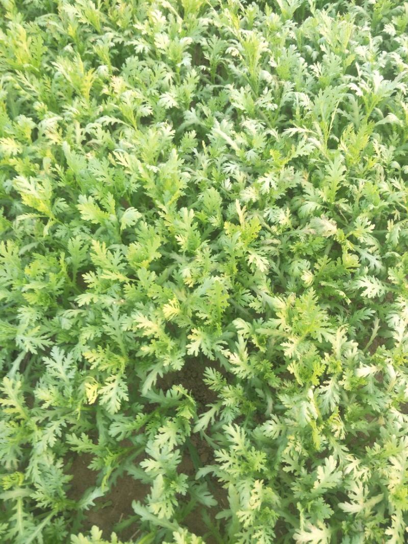 小叶茼蒿20~25cm