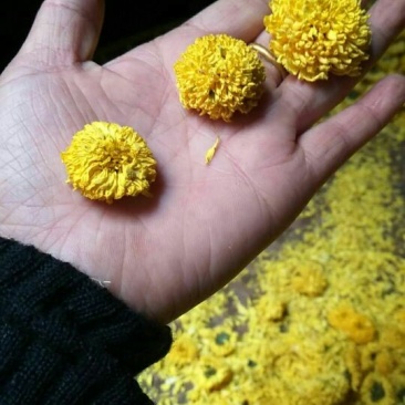 干菊花