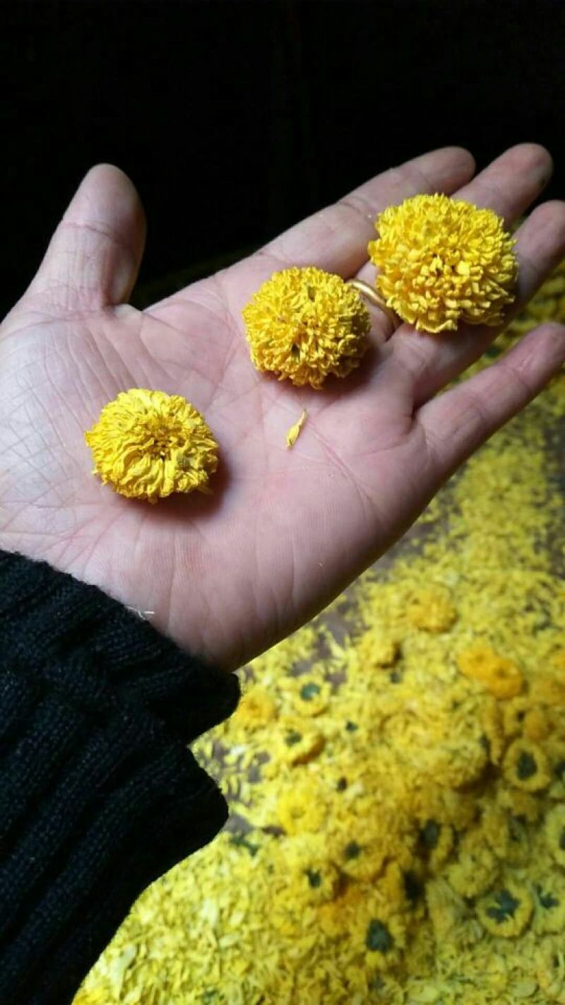 干菊花
