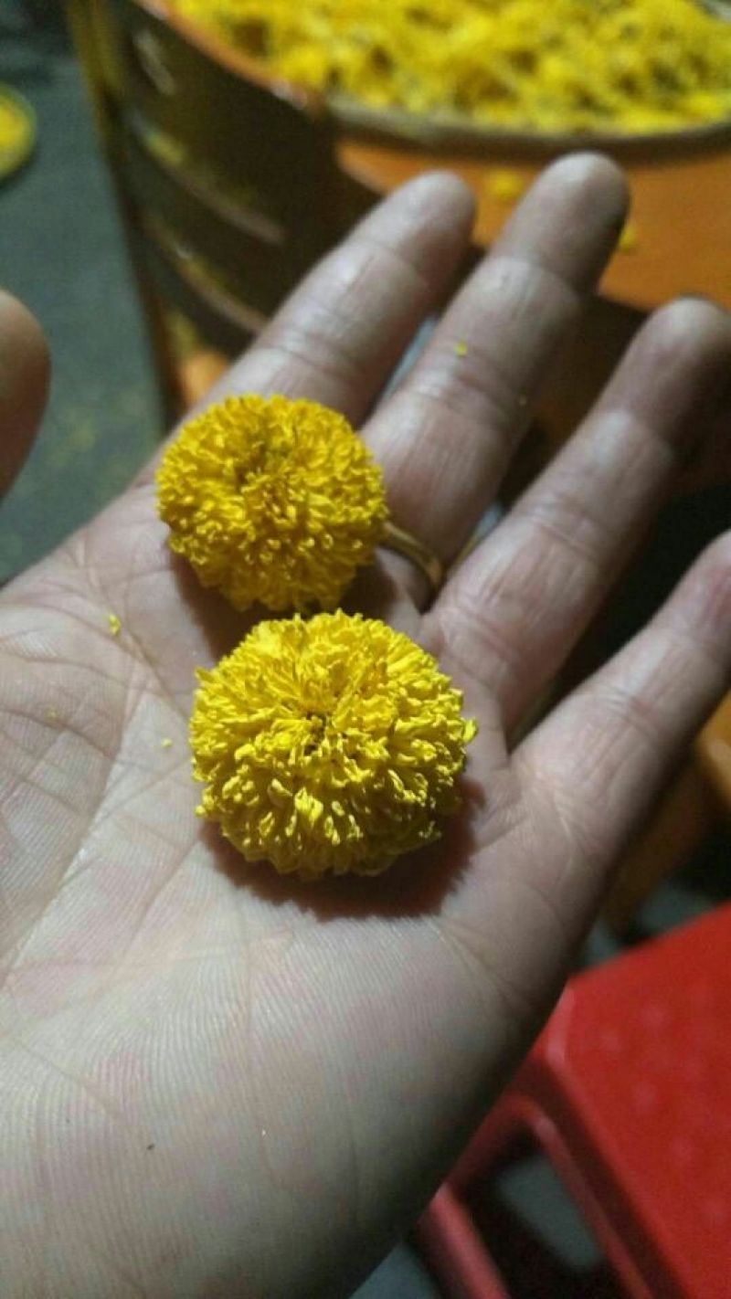 干菊花
