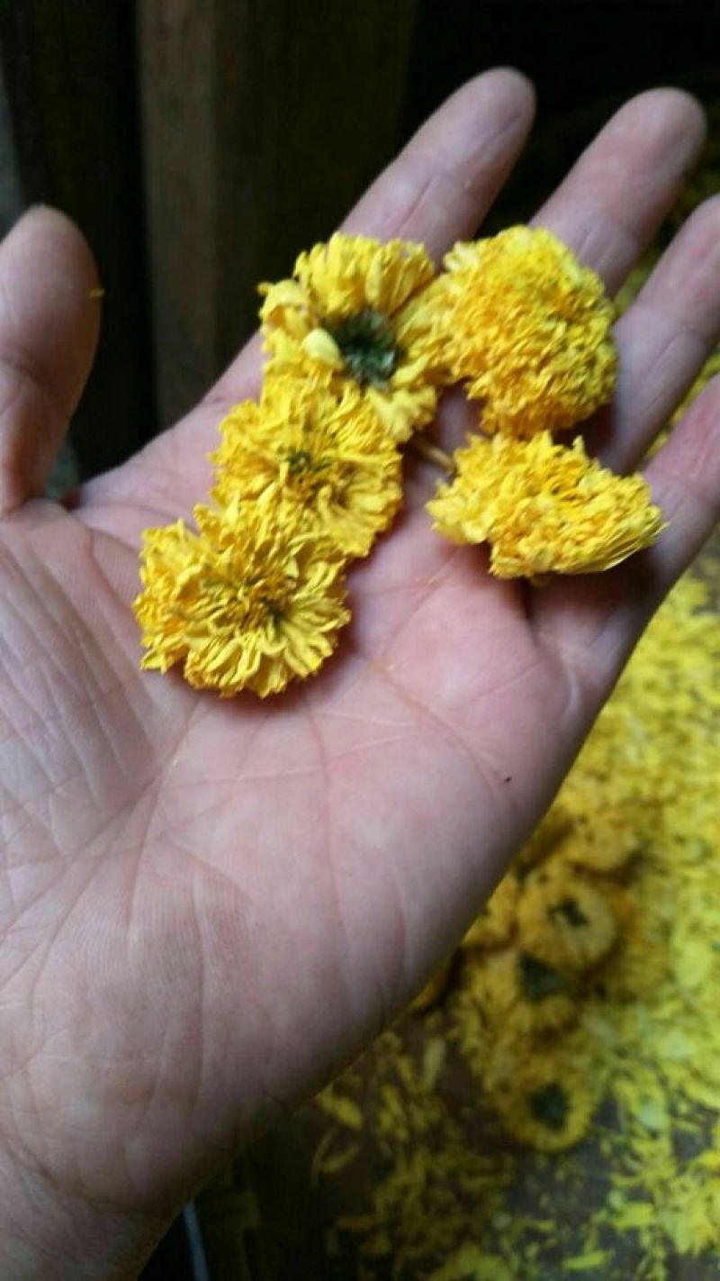 干菊花