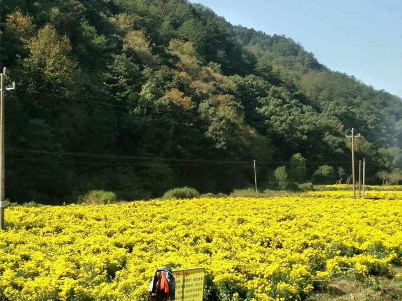 干菊花