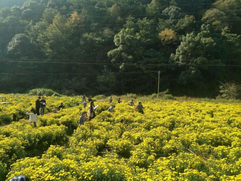 干菊花