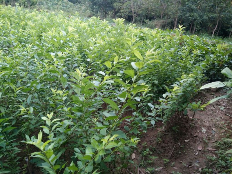 三华李树苗40~50cm