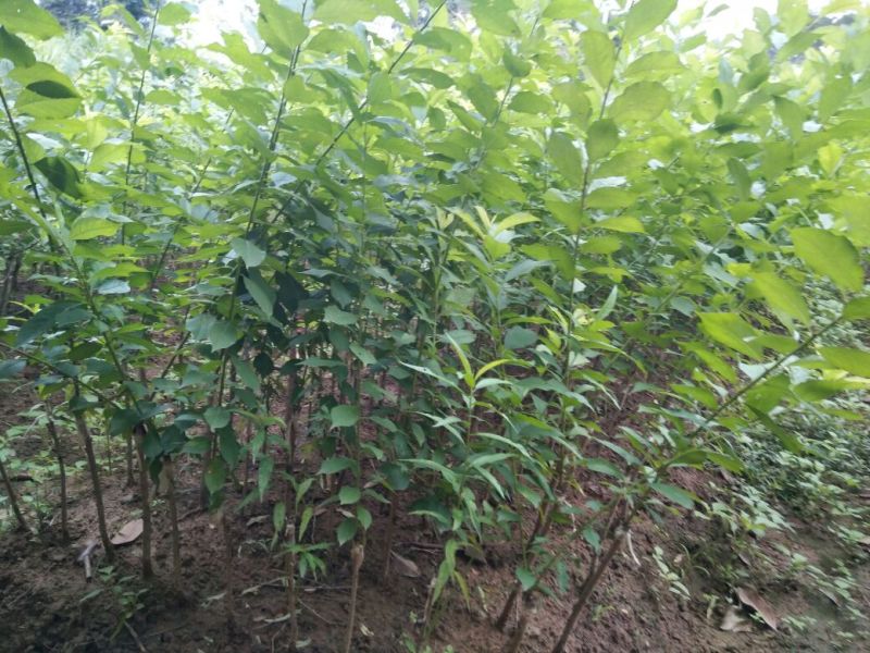 三华李树苗40~50cm
