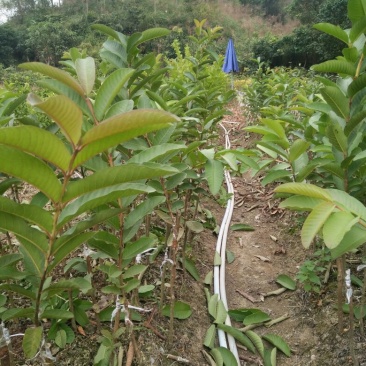 西瓜番石榴苗30~50cm