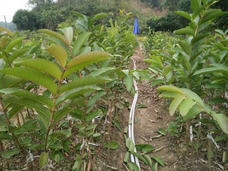 西瓜番石榴苗30~50cm