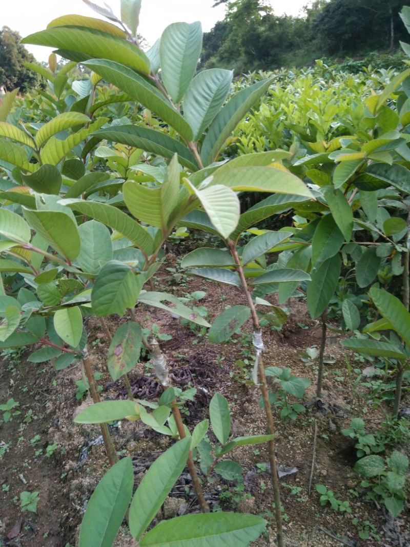 西瓜番石榴苗30~50cm