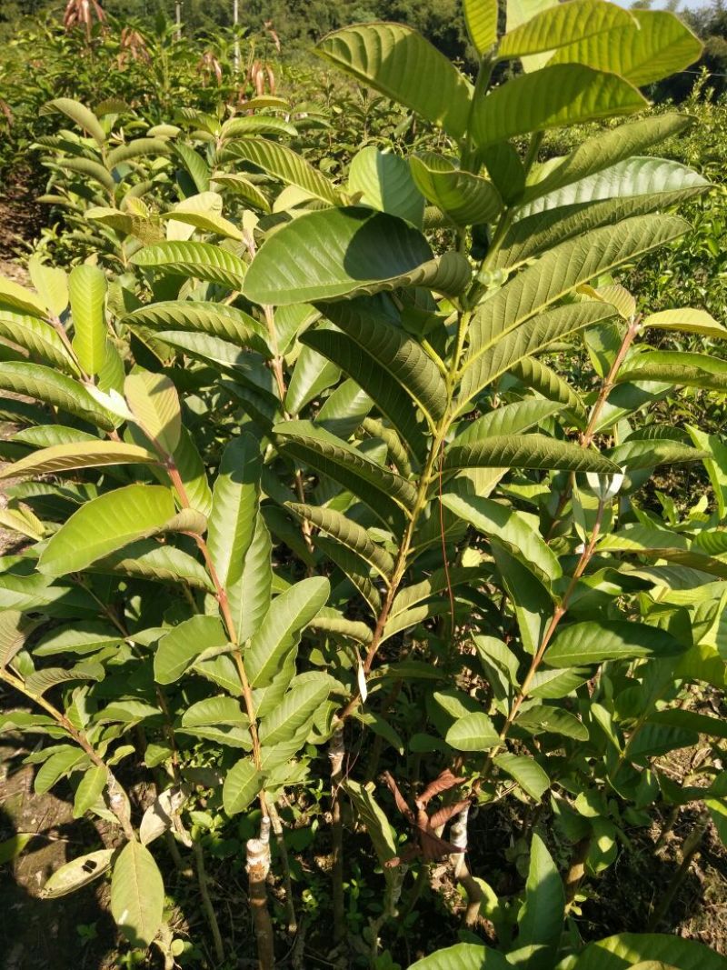 西瓜番石榴苗30~50cm