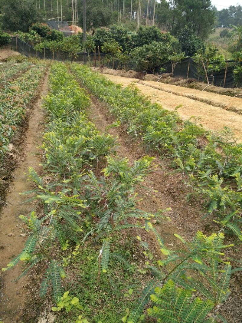 余甘果苗