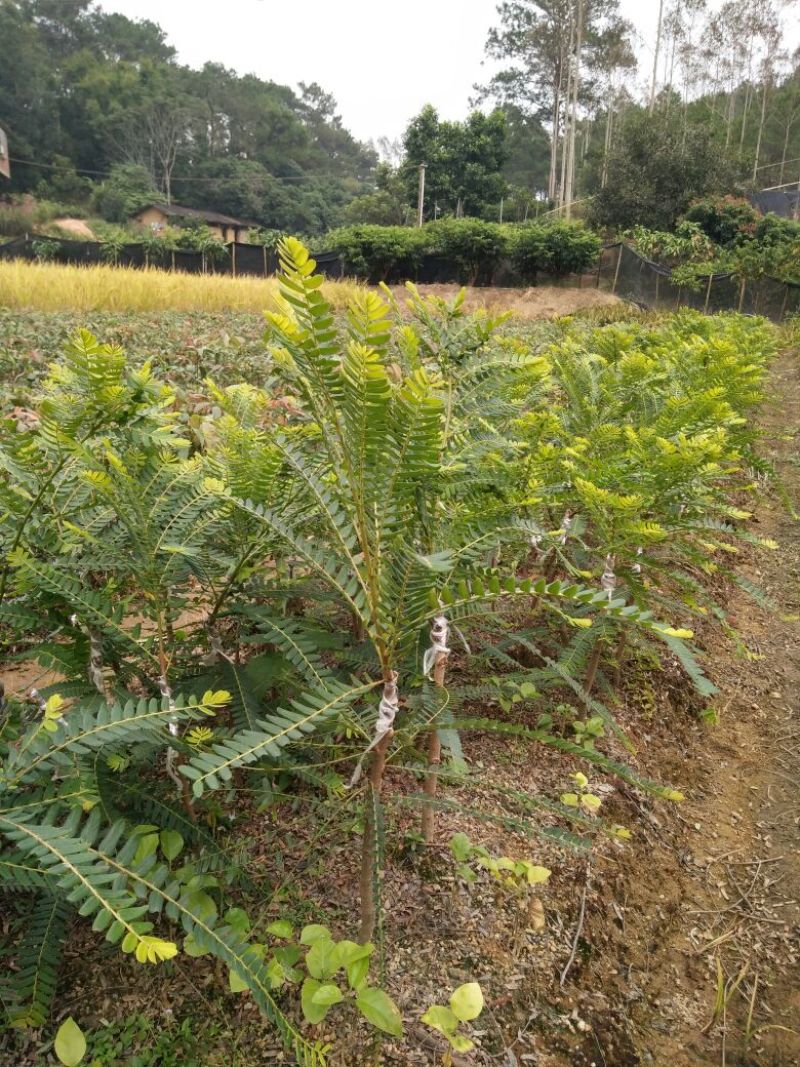 余甘果苗