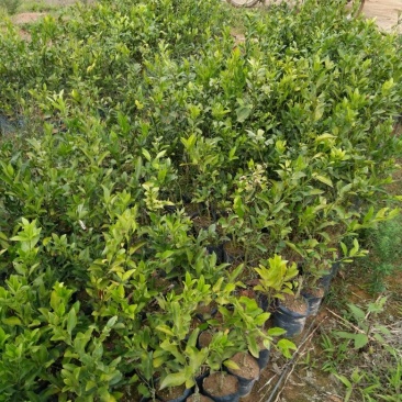 塔罗科血橙苗50cm以下