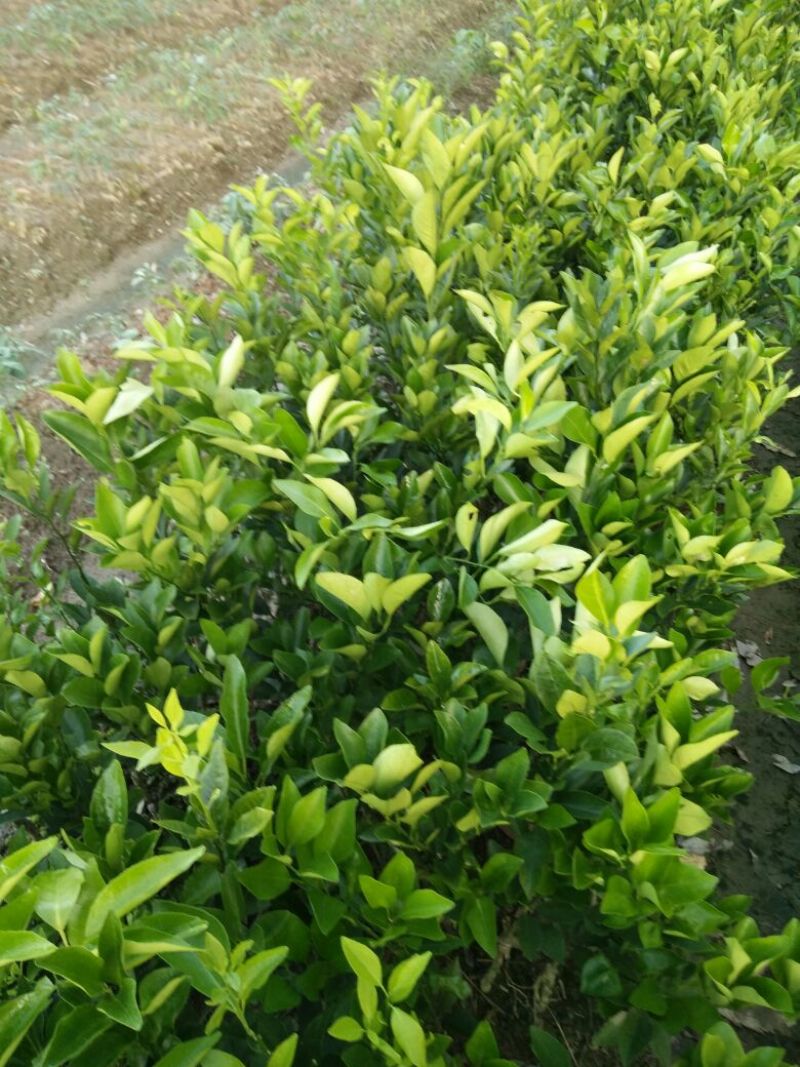 沃柑苗30~50cm