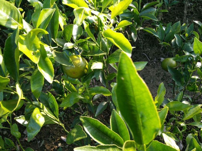 沃柑苗30~50cm
