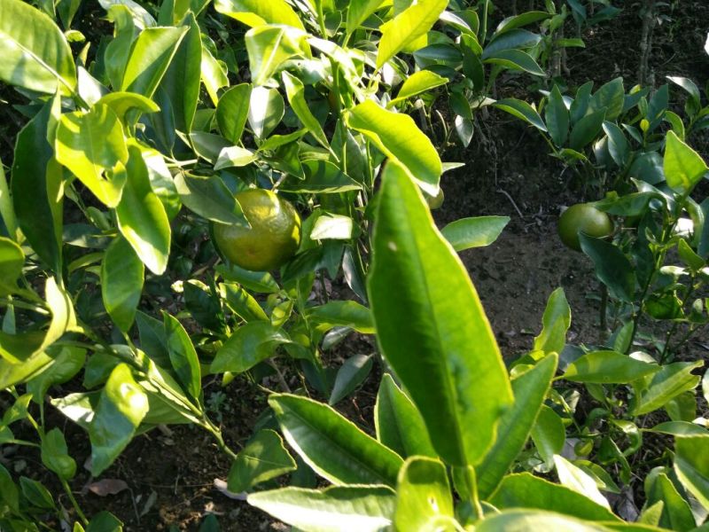 沃柑苗30~50cm