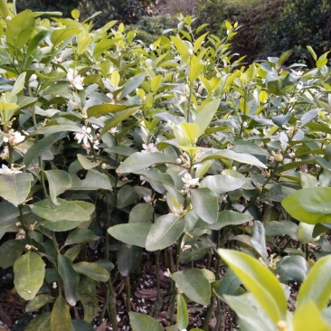 沙糖桔苗30~50cm